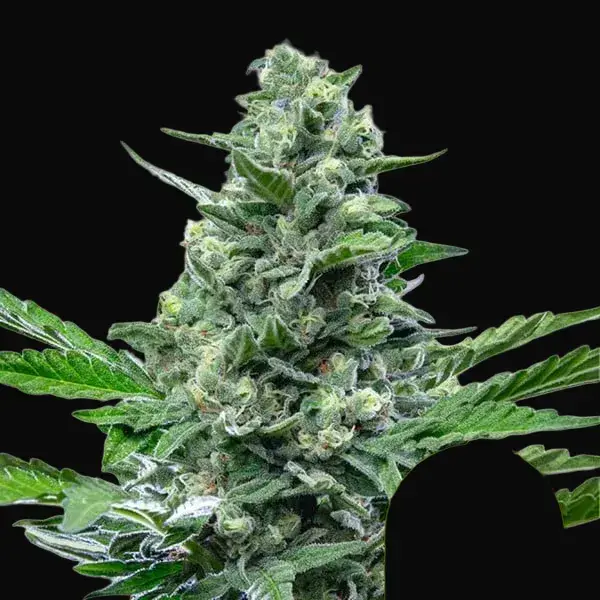 Royal Critical Auto