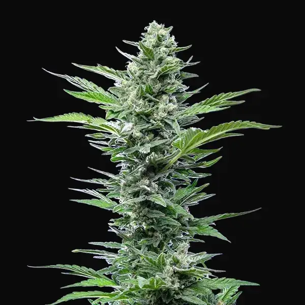 Royal Critical Auto — zdjęcie 8