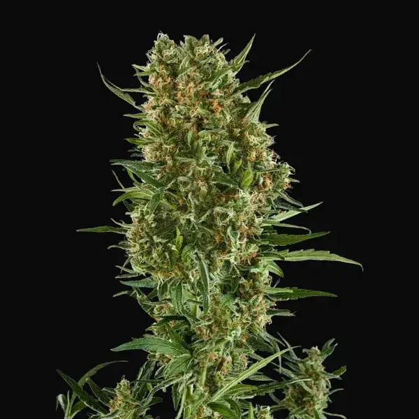 Royal Critical Auto — zdjęcie 5
