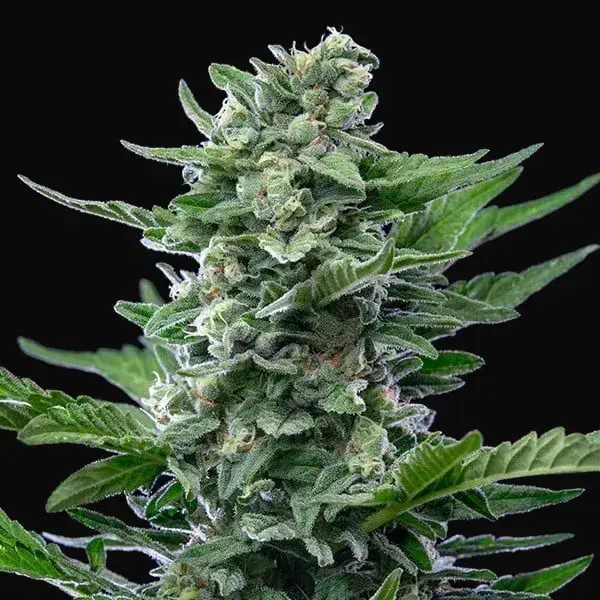 Royal Critical Auto — zdjęcie 4