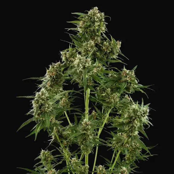 Royal Critical Auto — zdjęcie 9