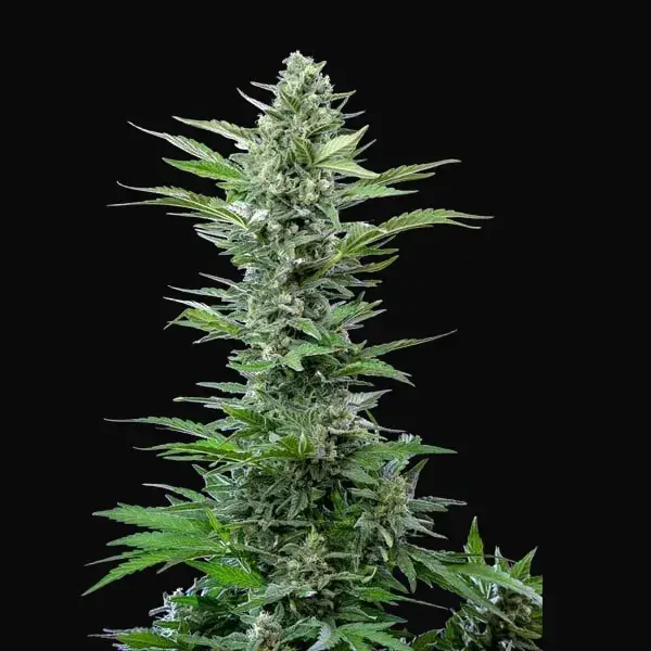 Royal Critical Auto — zdjęcie 7