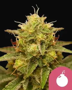 Royal Domina