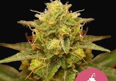 Royal Domina