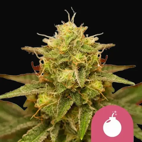 Royal Domina