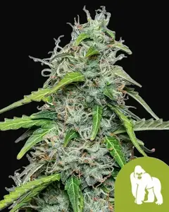 Royal Gorilla Auto