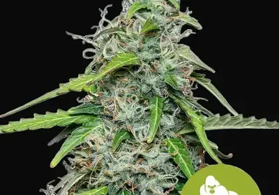 Royal Gorilla Auto