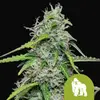 Royal Gorilla Auto
