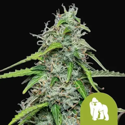 Royal Gorilla Auto