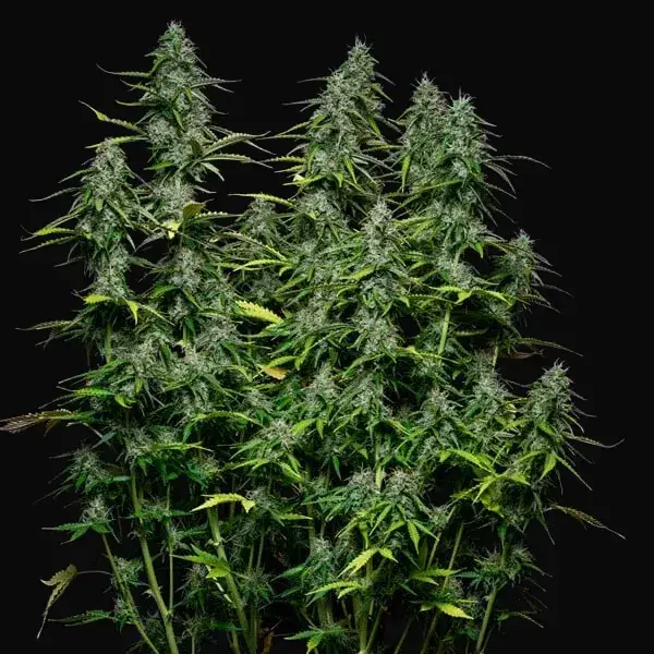 Royal Gorilla Auto — zdjęcie 9