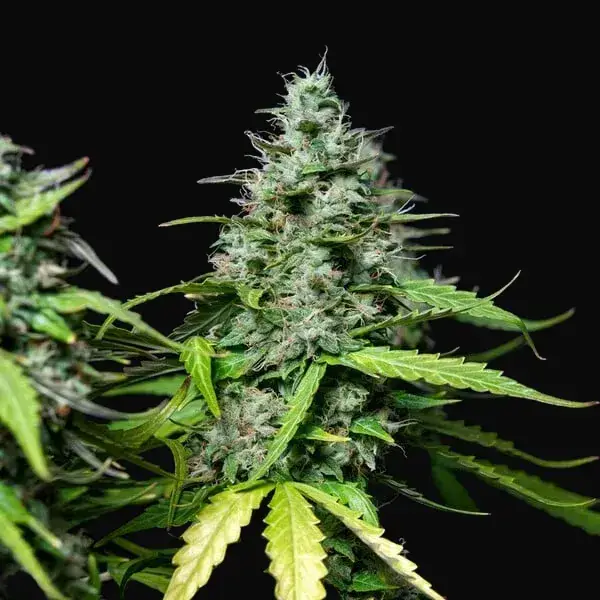 Royal Gorilla Auto — zdjęcie 3