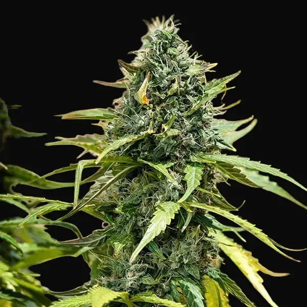 Royal Gorilla Auto — zdjęcie 8