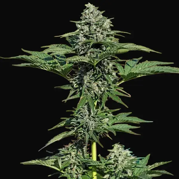 Royal Gorilla Auto — zdjęcie 4