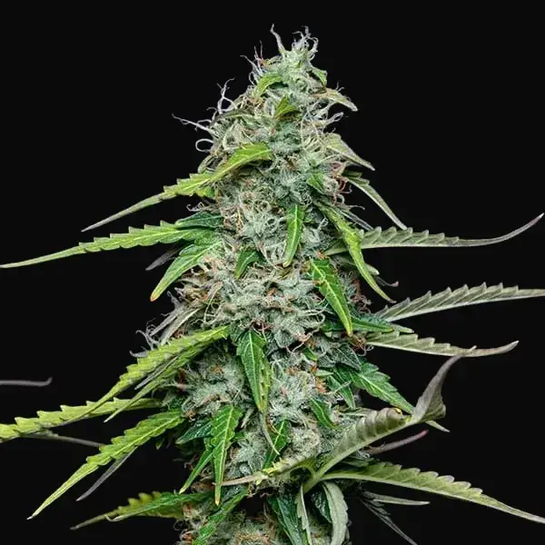 Royal Gorilla Auto — zdjęcie 5