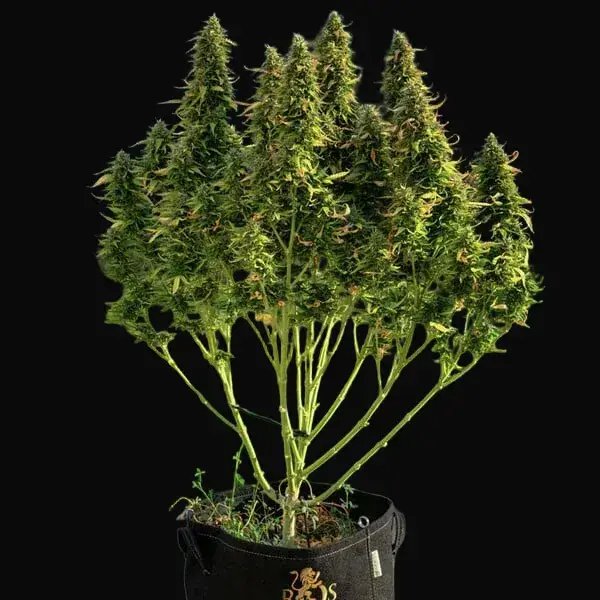 Royal Gorilla Auto — zdjęcie 7