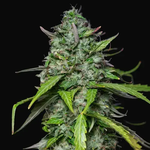 Royal Gorilla Auto — zdjęcie 6