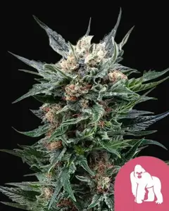 Royal Gorilla