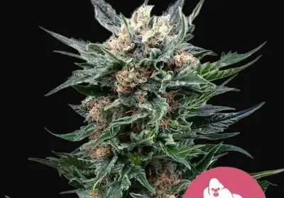 Royal Gorilla