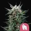 Royal Gorilla