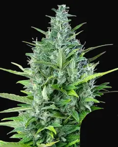 Royal Haze Auto