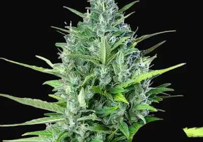 Royal Haze Auto