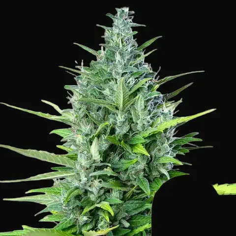 Royal Haze Auto