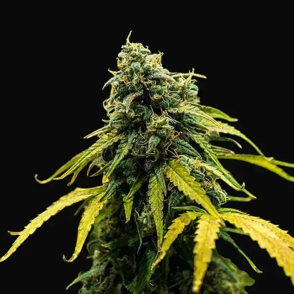 Royal Haze Auto — zdjęcie 8