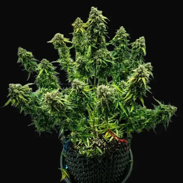Royal Haze Auto — zdjęcie 4