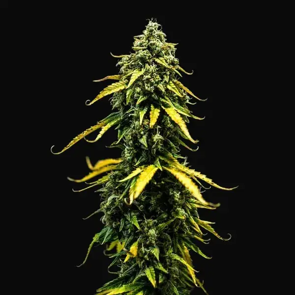 Royal Haze Auto — zdjęcie 5