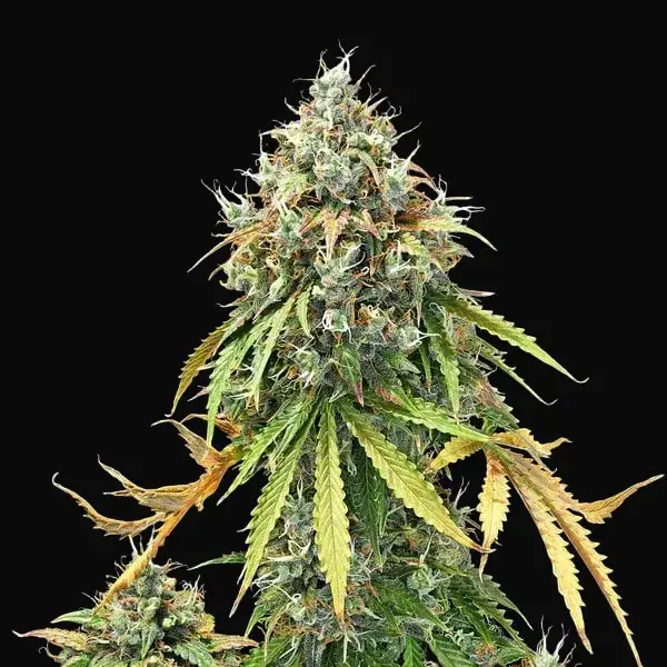 Royal Haze Auto — zdjęcie 3