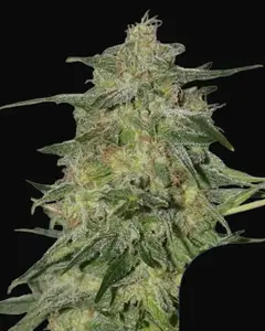 Royal Highness