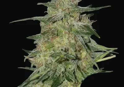 Royal Highness