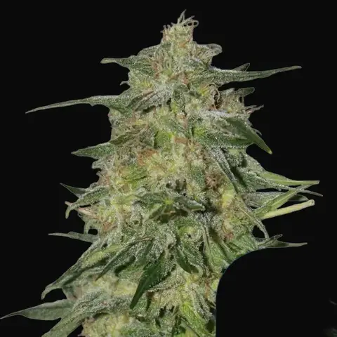 Royal Highness