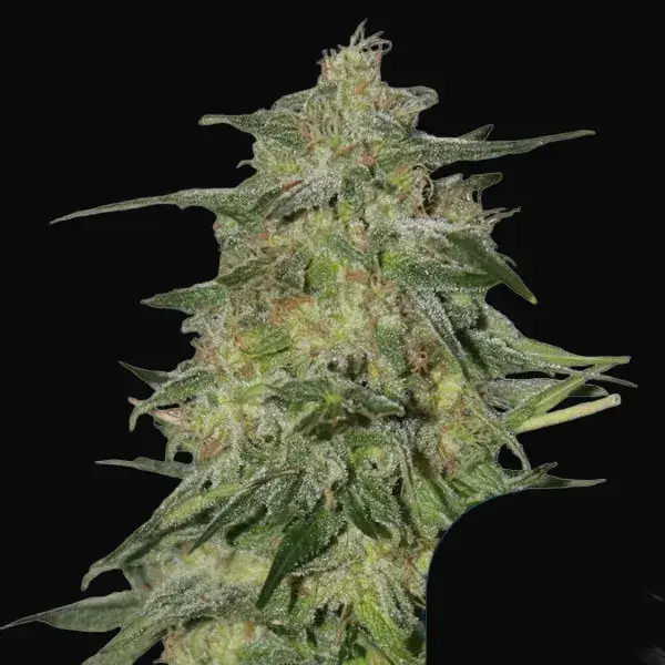 Royal Highness