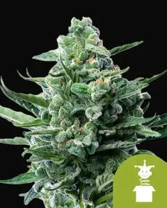 Royal Jack Auto