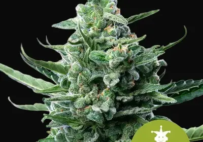 Royal Jack Auto