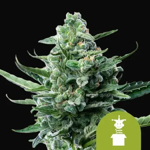 Royal Jack Auto
