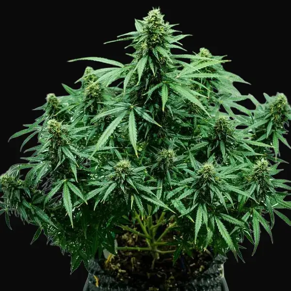 Royal Jack Auto — zdjęcie 8