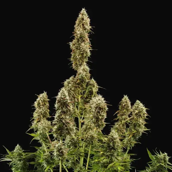 Royal Jack Auto — zdjęcie 5