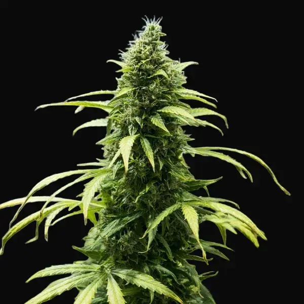 Royal Jack Auto — zdjęcie 4