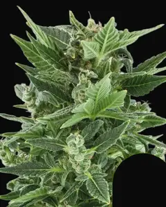 Royal Kush Auto