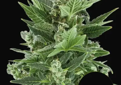 Royal Kush Auto