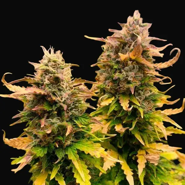 Royal Kush Auto — zdjęcie 4