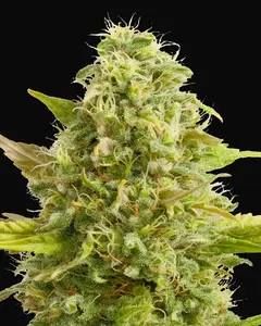 Royal Kush