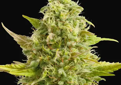 Royal Kush