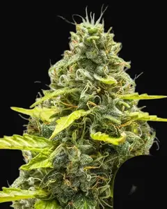 Royal Runtz Auto