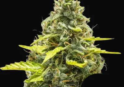Royal Runtz Auto