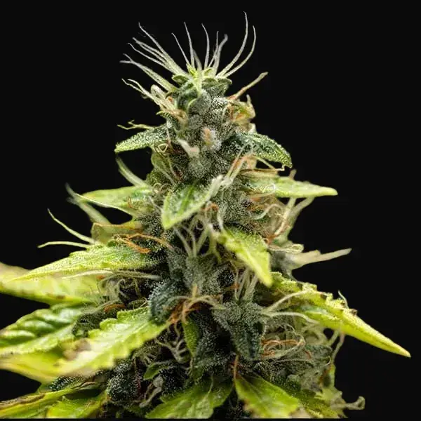 Royal Runtz Auto — zdjęcie 4