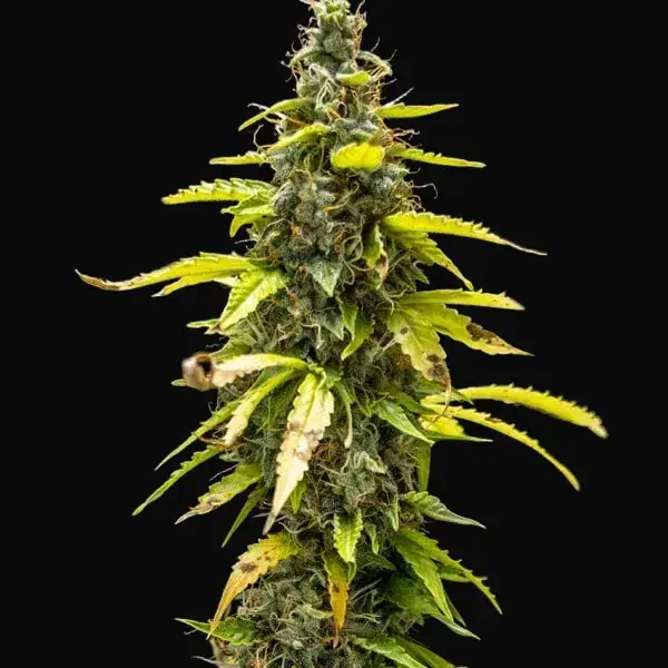 Royal Runtz Auto — zdjęcie 9