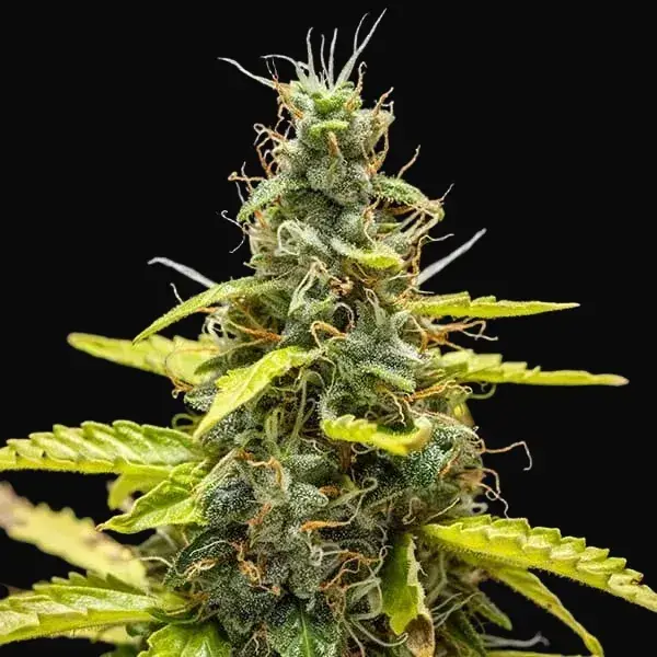 Royal Runtz Auto — zdjęcie 8